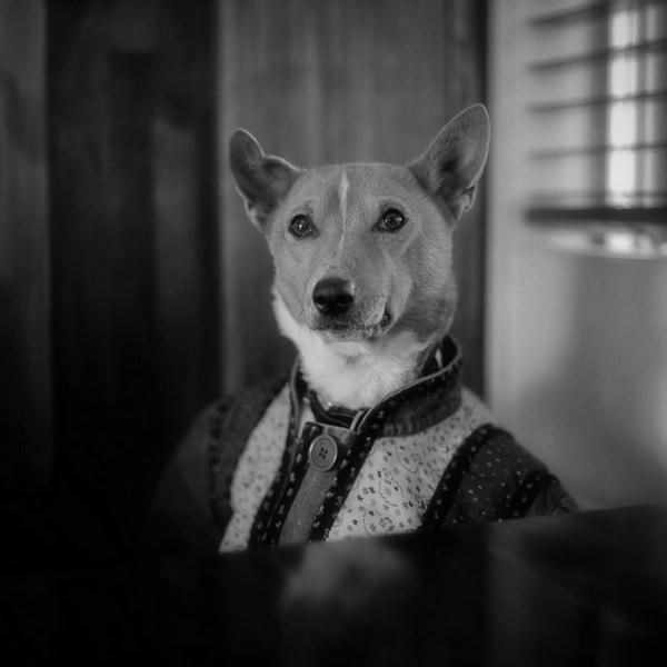 The Isle Of Dogs
